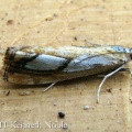 Catoptria pinella - Kenneth Noble